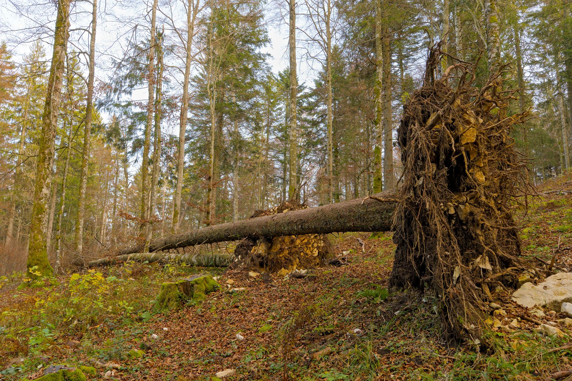 Enlèvement arbre urgence à Évreux